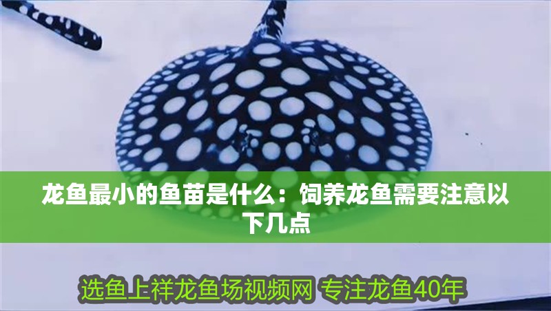 龍魚最小的魚苗是什么：飼養龍魚需要注意以下幾點