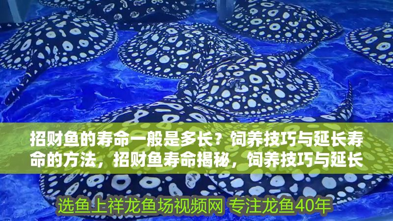 招財魚的壽命一般是多長？飼養技巧與延長壽命的方法，招財魚壽命揭秘，飼養技巧與延長壽命的實用方法