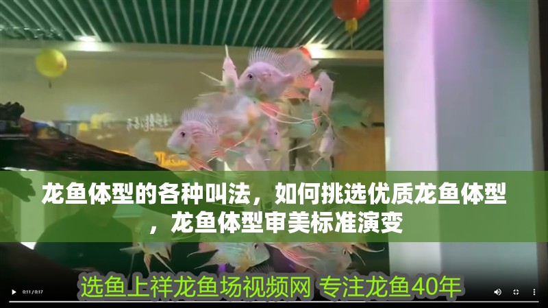 龍魚體型的各種叫法，如何挑選優(yōu)質(zhì)龍魚體型，龍魚體型審美標準演變