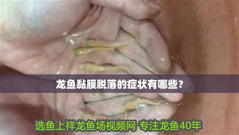 龍魚黏膜脫落的癥狀有哪些？ 龍魚黏膜脫落的癥狀有哪些？ 龍魚論壇