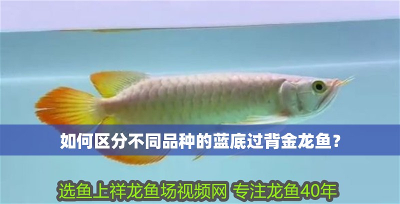 如何區(qū)分不同品種的藍(lán)底過背金龍魚？