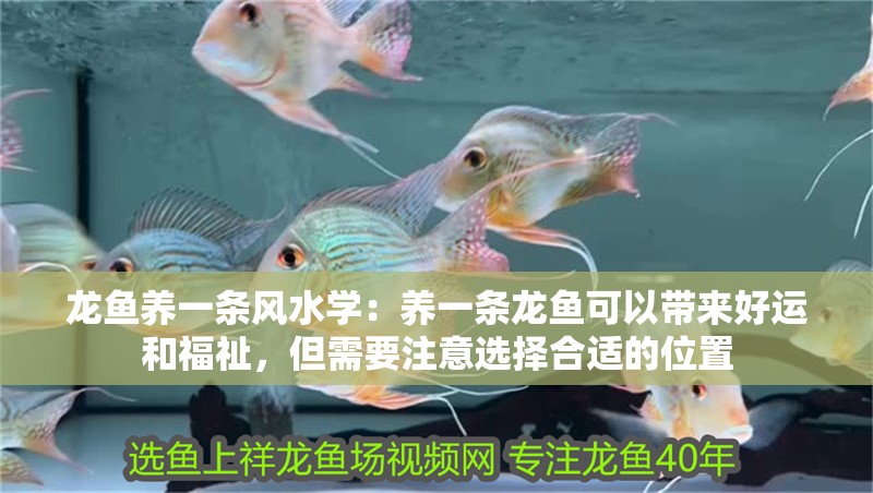 龍魚養一條風水學：養一條龍魚可以帶來好運和福祉，但需要注意選擇合適的位置