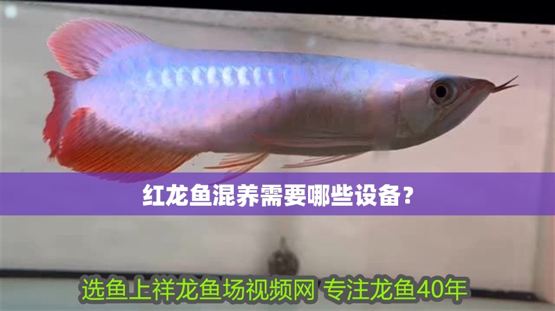 紅龍魚混養需要哪些設備？