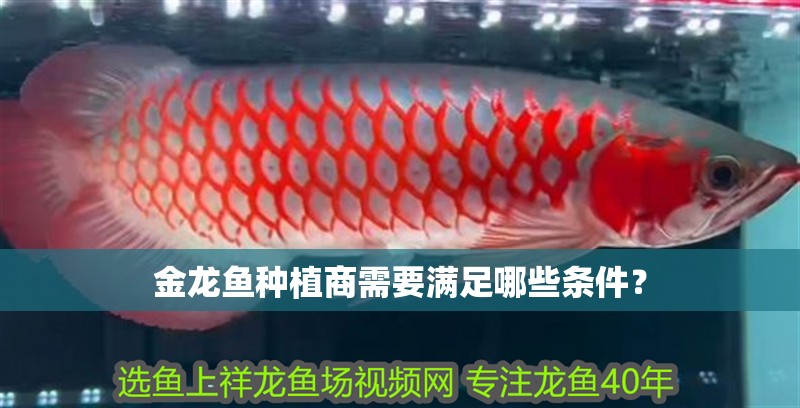 金龍魚種植商需要滿足哪些條件？ 金龍魚種植商需要滿足哪些條件？ 龍魚百科