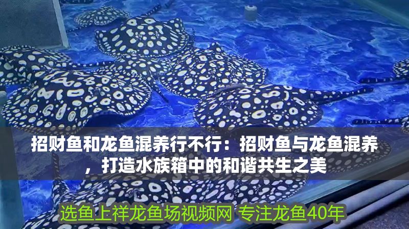 招財魚和龍魚混養(yǎng)行不行：招財魚與龍魚混養(yǎng)，打造水族箱中的和諧共生之美