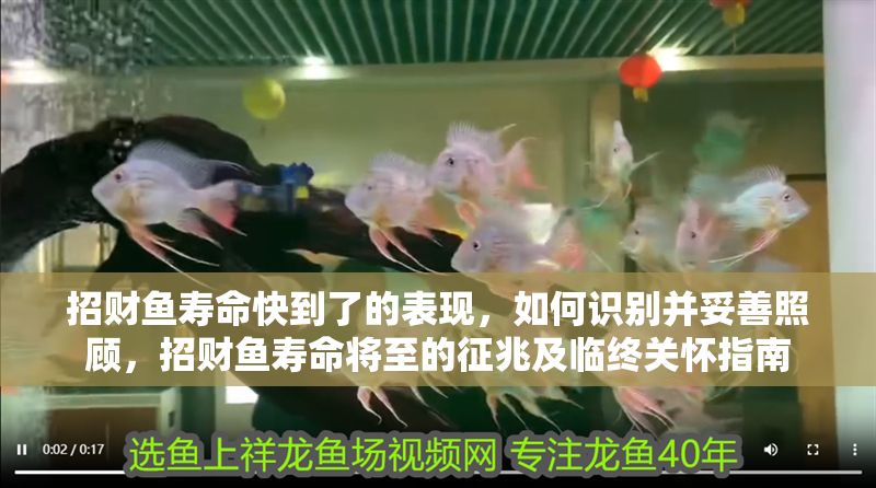 招財(cái)魚壽命快到了的表現(xiàn)，如何識(shí)別并妥善照顧，招財(cái)魚壽命將至的征兆及臨終關(guān)懷指南