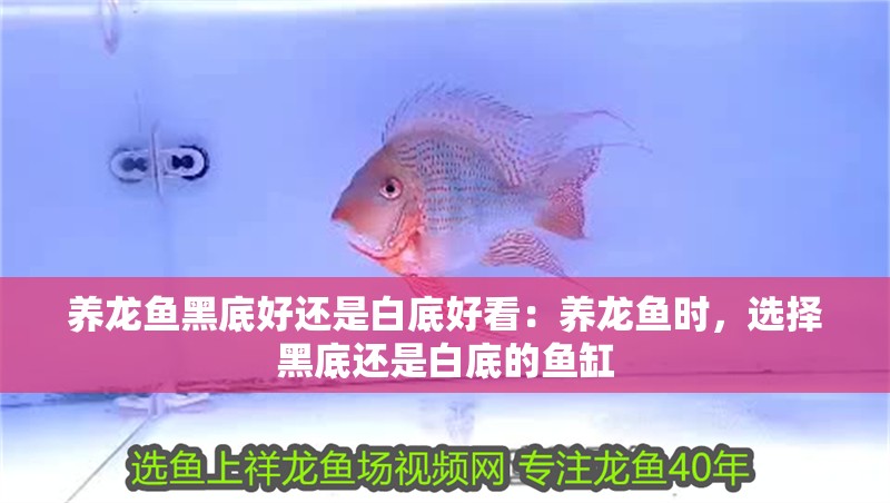 養龍魚黑底好還是白底好看：養龍魚時，選擇黑底還是白底的魚缸