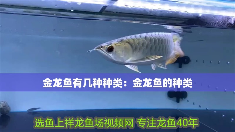 金龍魚有幾種種類：金龍魚的種類 金龍魚有幾種種類：金龍魚的種類 龍魚百科