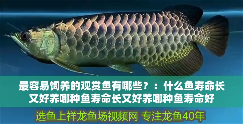 我的虎魚真菌感染了要怎么處理 最容易飼養的觀賞魚有哪些?:什么魚壽命長又好養哪種魚壽命長又好養哪種魚壽命好 魚缸百科 最容易飼養的觀賞魚有哪些?:什么魚壽命長又好養哪種魚壽命長又好養哪種魚壽命好 最容易飼養的觀賞魚有哪些?:什么魚壽命長又好養哪種魚壽命長又好養哪種魚壽命好 魚缸百科