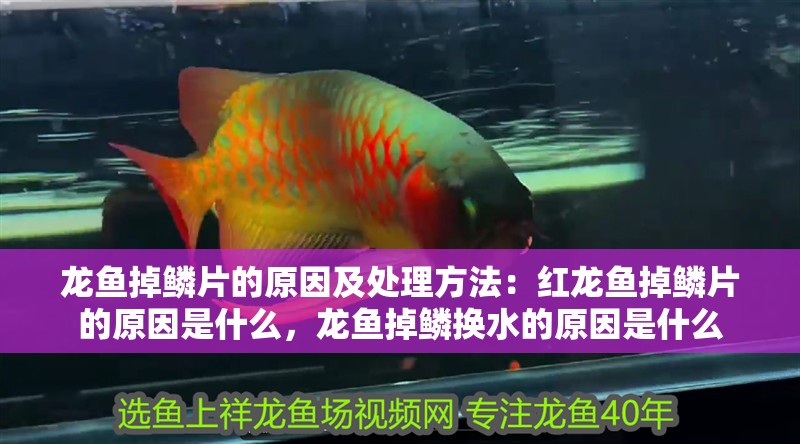 龍魚掉鱗片的原因及處理方法：紅龍魚掉鱗片的原因是什么，龍魚掉鱗換水的原因是什么 龍魚掉鱗片的原因及處理方法：紅龍魚掉鱗片的原因是什么，龍魚掉鱗換水的原因是什么 龍魚百科