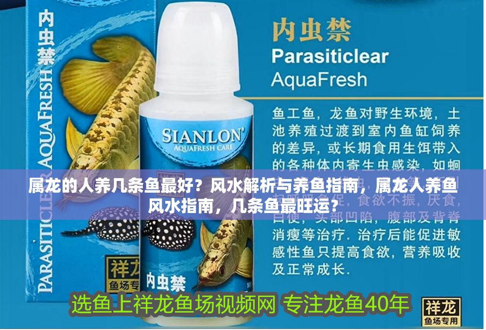 屬龍的人養幾條魚最好？風水解析與養魚指南，屬龍人養魚風水指南，幾條魚最旺運？