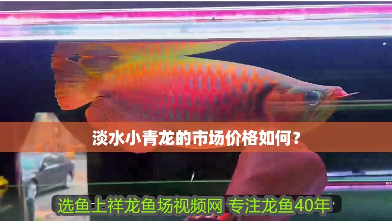 淡水小青龍的市場價格如何？