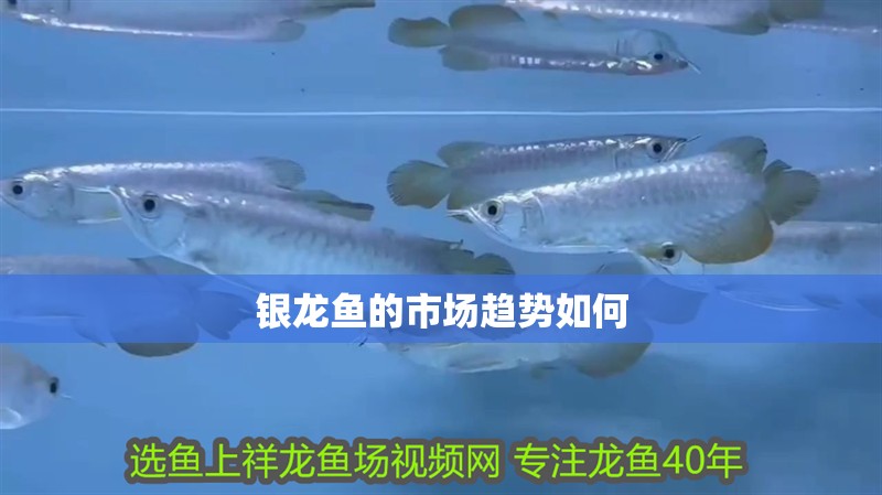 銀龍魚的市場趨勢如何