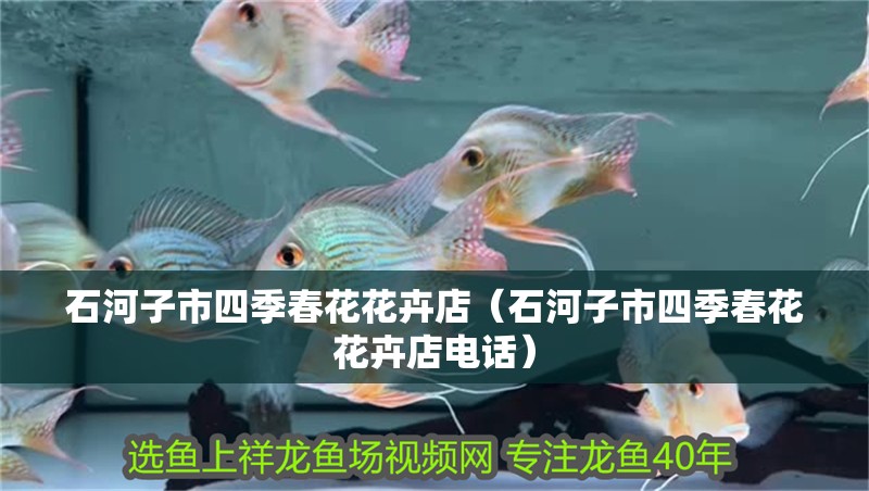 <strong><mark>石河子</mark></strong>市四季春花花卉店（<strong><mark>石河子</mark></strong>市四季春花花卉店電話）
