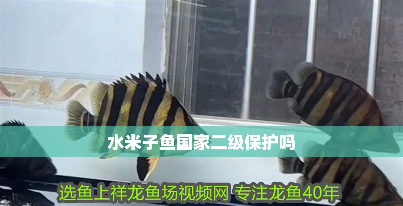 水米子魚國家二級保護嗎