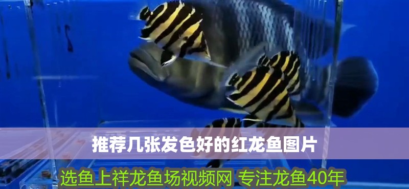 推薦幾張發色好的紅龍魚圖片