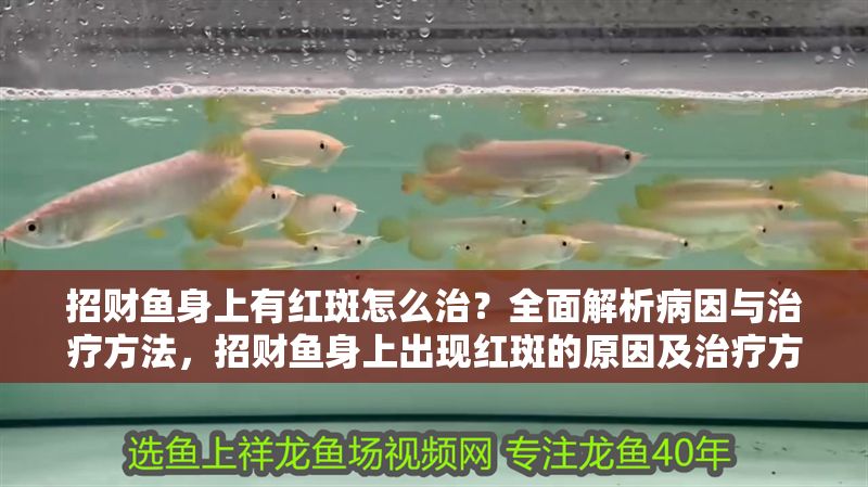 招財魚身上有紅斑怎么治？全面解析病因與治療方法，招財魚身上出現紅斑的原因及治療方法全解析