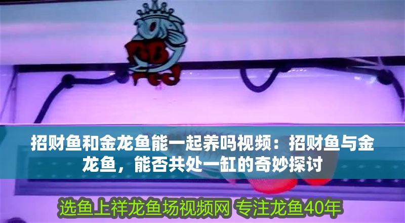 招財魚和金龍魚能一起養嗎視頻：招財魚與金龍魚，能否共處一缸的奇妙探討