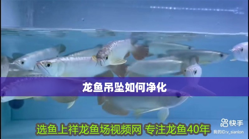 龍魚吊墜如何凈化