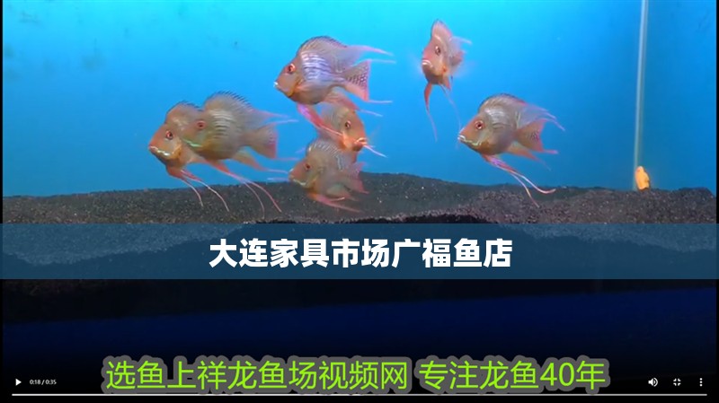 大連家具市場廣福魚店 大連家具市場廣福魚店 全國水族館企業名錄