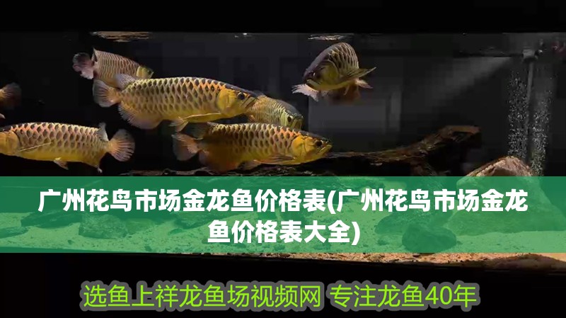 廣州花鳥市場金龍魚價格表(廣州花鳥市場金龍魚價格表大全)