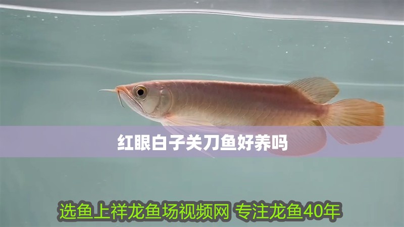 紅眼白子關刀魚好養嗎