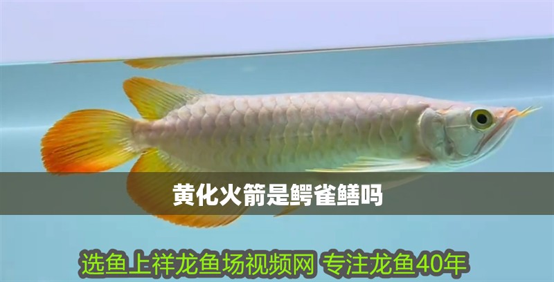 黃化火箭是鱷雀鱔嗎 黃化火箭是鱷雀鱔嗎 龍魚論壇
