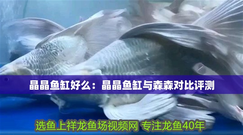 晶晶魚缸好么：晶晶魚缸與森森對比評測