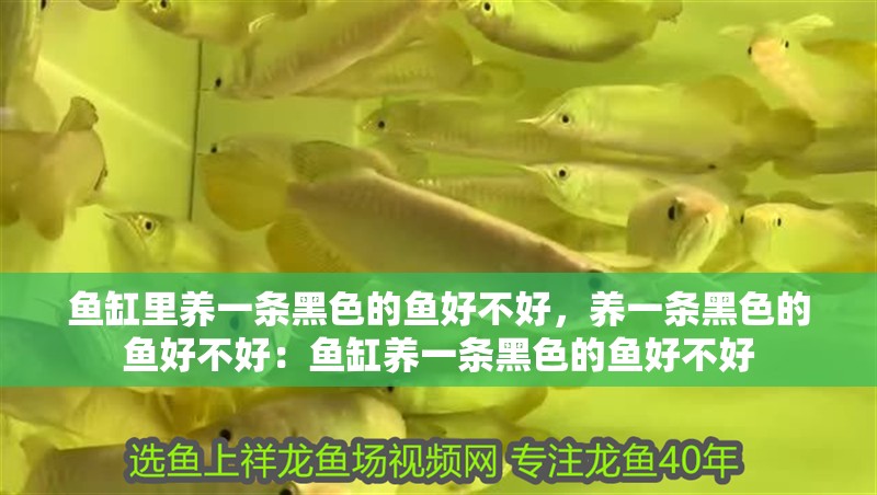 魚缸里養一條黑色的魚好不好，養一條黑色的魚好不好：魚缸養一條黑色的魚好不好