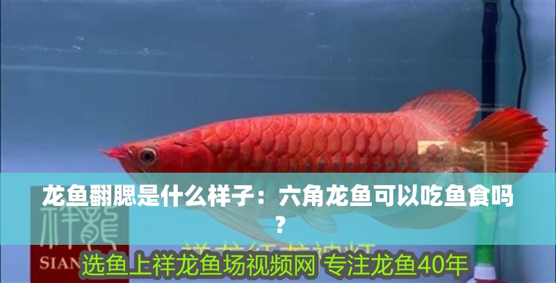 龍魚翻腮是什么樣子：六角龍魚可以吃魚食嗎？