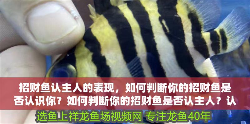 招財魚認主人的表現,如何判斷你的招財魚是否認識你?如何判斷你的招財魚是否認主人?認主表現一覽 龍魚百科 第1張 招財魚認主人的表現,如何判斷你的招財魚是否認識你?如何判斷你的招財魚是否認主人?認主表現一覽 招財魚認主人的表現,如何判斷你的招財魚是否認識你?如何判斷你的招財魚是否認主人?認主表現一覽 龍魚百科 第1張