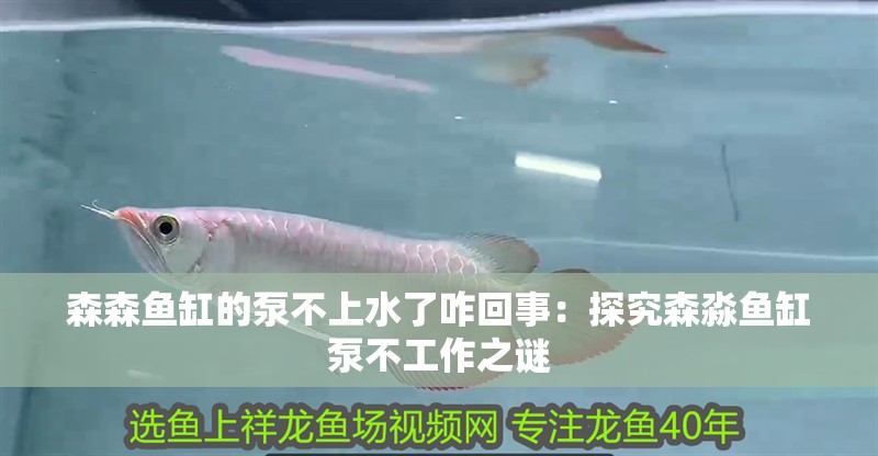 森森魚缸的泵不上水了咋回事：探究森淼魚缸泵不工作之謎