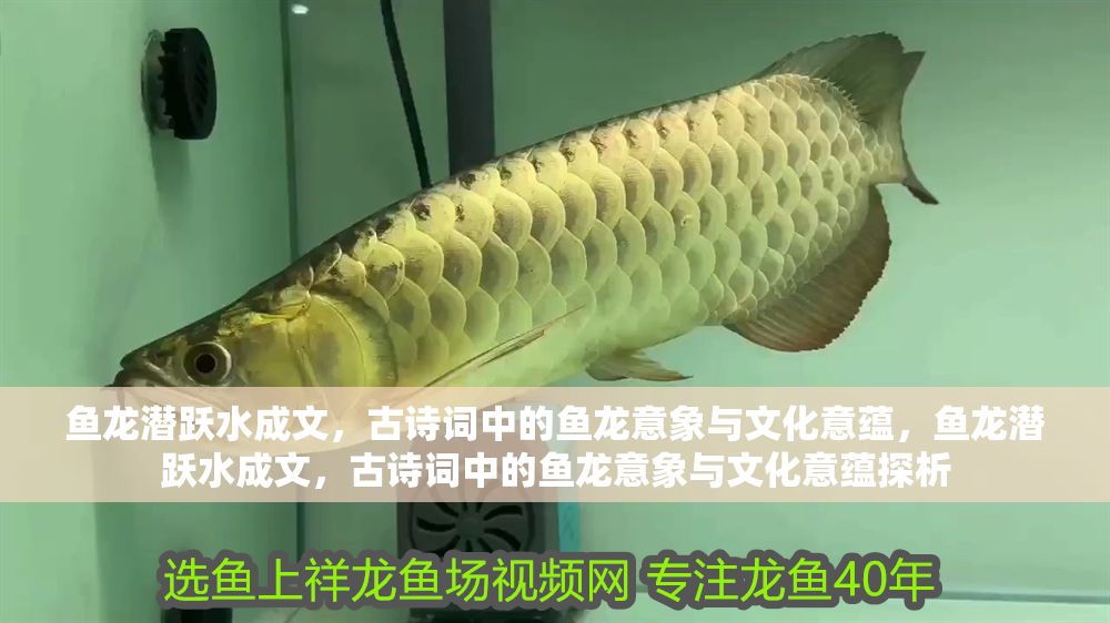 魚龍潛躍水成文，古詩詞中的魚龍意象與文化意蘊，魚龍潛躍水成文，古詩詞中的魚龍意象與文化意蘊探析