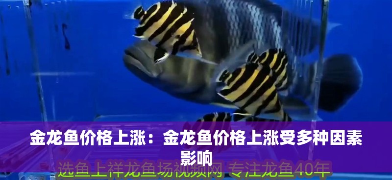 金龍魚價(jià)格上漲：金龍魚價(jià)格上漲受多種因素影響