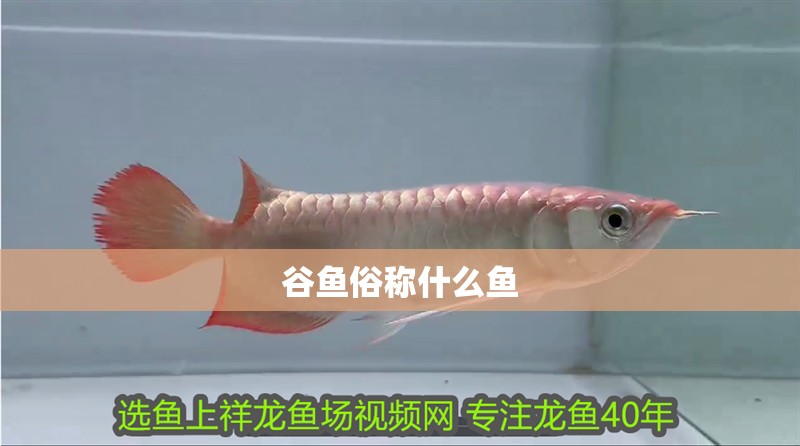 谷魚俗稱什么魚