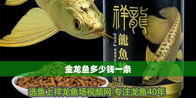 金龍魚多少錢一條