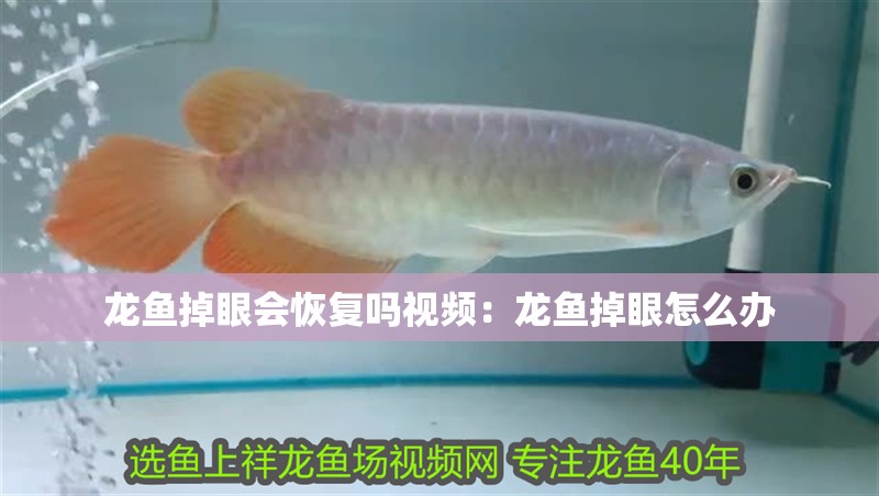 龍魚掉眼會恢復嗎視頻：龍魚掉眼怎么辦