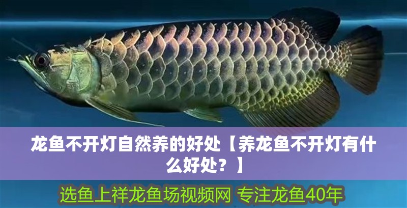 龍魚不開燈自然養(yǎng)的好處【養(yǎng)龍魚不開燈有什么好處？】