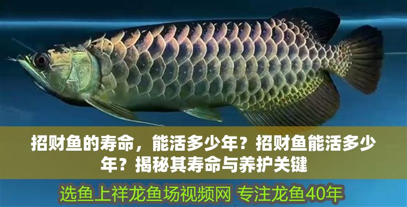 招財魚的壽命，能活多少年？招財魚能活多少年？揭秘其壽命與養護關鍵