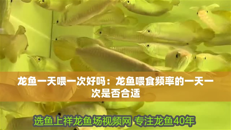 龍魚一天喂一次好嗎：龍魚喂食頻率的一天一次是否合適