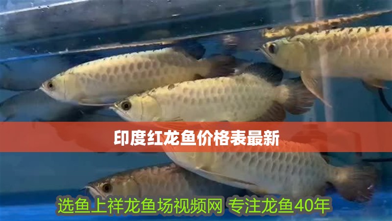 印度紅龍魚價格表最新