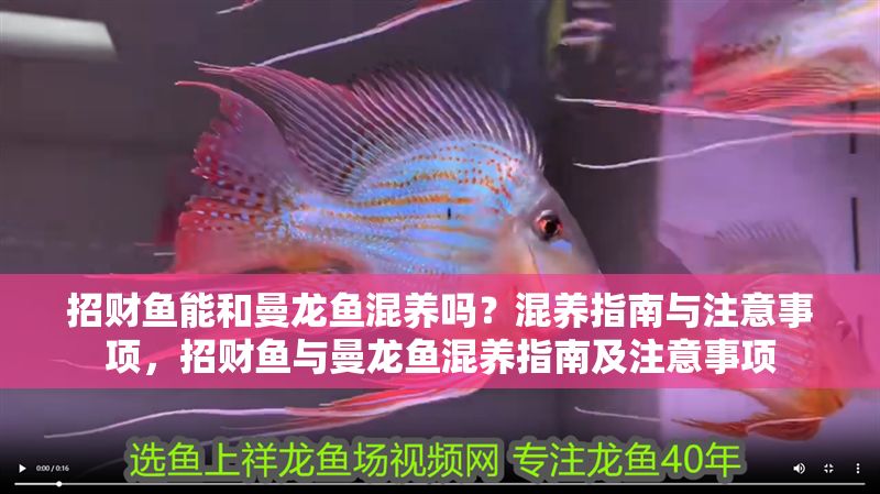招財魚能和曼龍魚混養嗎？混養指南與注意事項，招財魚與曼龍魚混養指南及注意事項