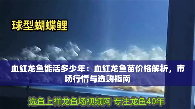 血紅龍魚能活多少年：血紅龍魚苗價(jià)格解析，市場(chǎng)行情與選購(gòu)指南