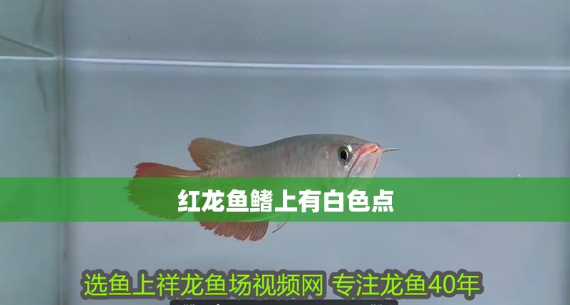 紅龍魚鰭上有白色點