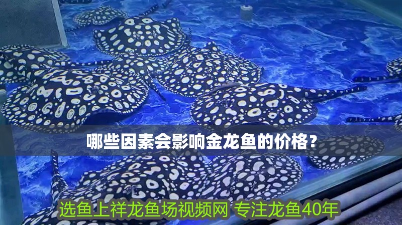 哪些因素會影響金龍魚的價格？