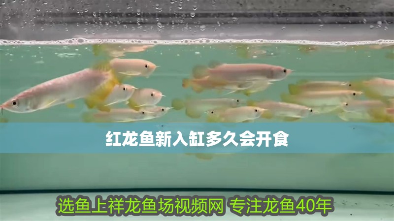 紅龍魚新入缸多久會開食