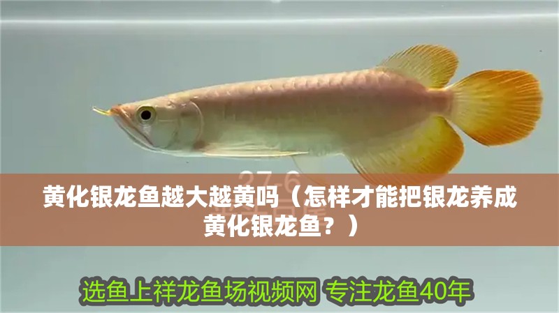 黃化銀龍魚越大越黃嗎（怎樣才能把銀龍養(yǎng)成黃化銀龍魚？）