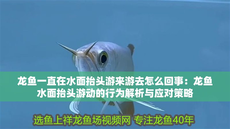 龍魚一直在水面抬頭游來游去怎么回事：龍魚水面抬頭游動的行為解析與應對策略