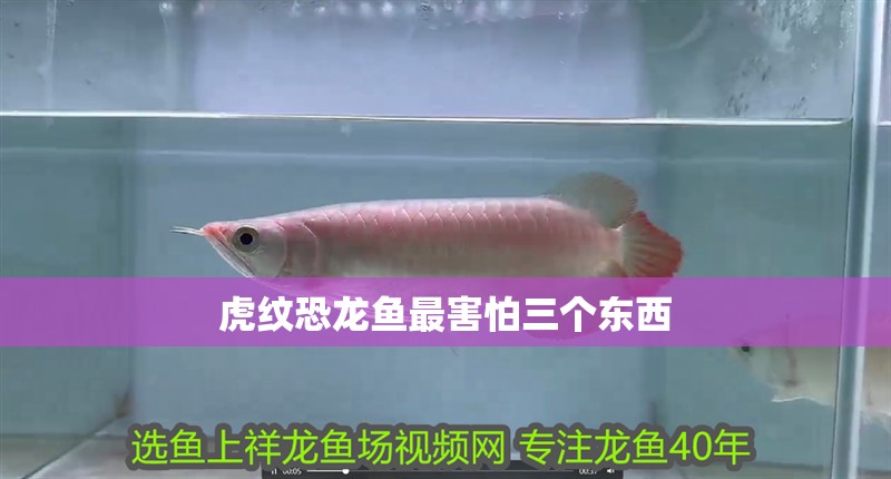 虎紋恐龍魚最害怕三個東西