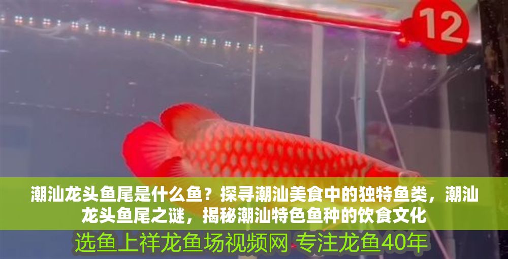 潮汕龍頭魚尾是什么魚？探尋潮汕美食中的獨特魚類，潮汕龍頭魚尾之謎，揭秘潮汕特色魚種的飲食文化